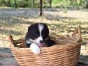 Törzskönyves Border Collie fiú kiskutyák
