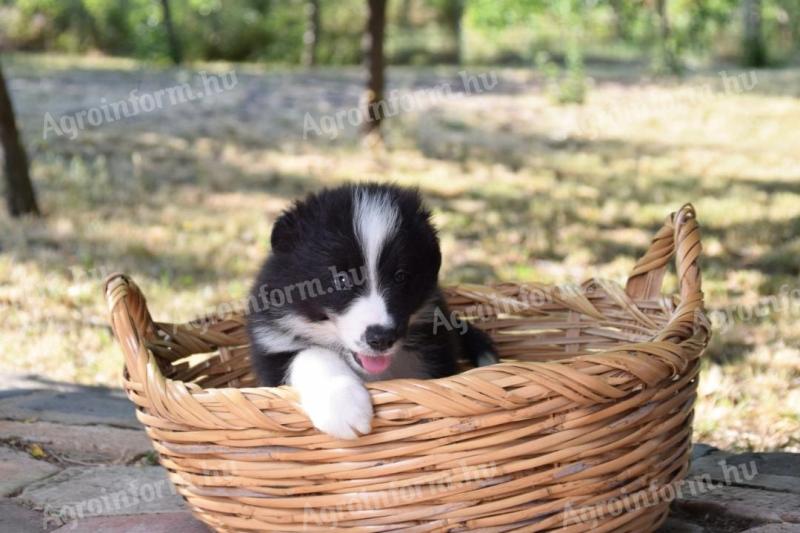 Törzskönyves Border Collie fiú kiskutyák