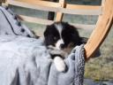 Törzskönyves Border Collie fiú kiskutyák