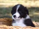 Törzskönyves Border Collie fiú kiskutyák