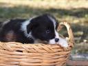 Törzskönyves Border Collie fiú kiskutyák