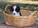 Törzskönyves Border Collie fiú kiskutyák