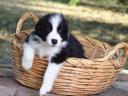 Törzskönyves Border Collie fiú kiskutyák
