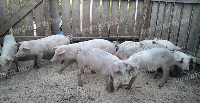 Eladó 10 db választási malac