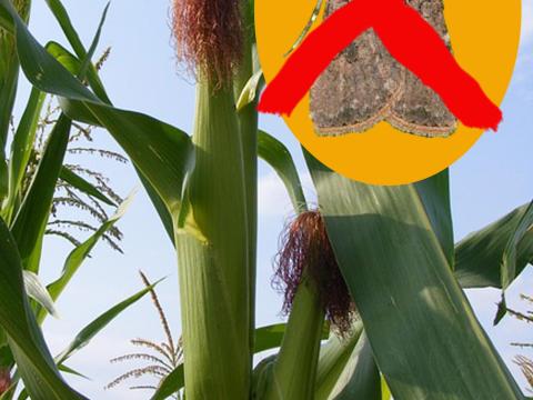 Drónos védekezés gyapottok-bagolylepke ellen kukoricában Drónos védekezés gyapottok-bagolylepke ellen kukoricában