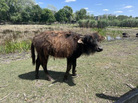 Eladó magyar házi vízibivaly borjak Eladó magyar házi vízibivaly borjak
