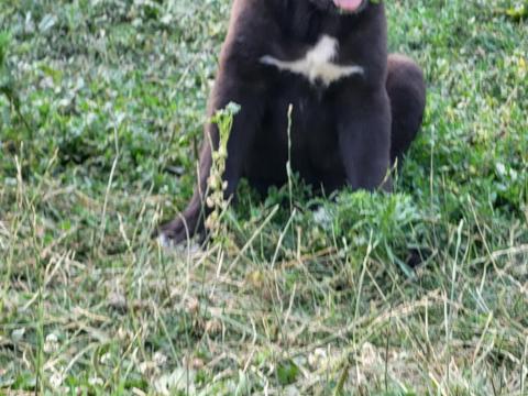 Közép-ázsiai juhászkutya kölykök Közép-ázsiai juhászkutya kölykök