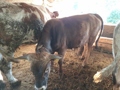 Bikák eladók Bikák eladók