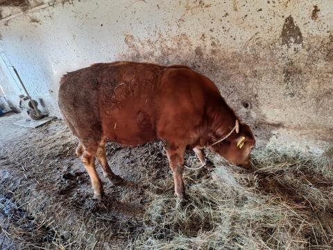 1 éves bikák eladók 1 éves bikák eladók