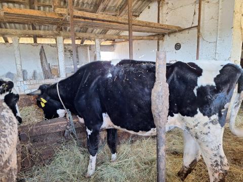 Rakatni való üszők eladók Rakatni való üszők eladók