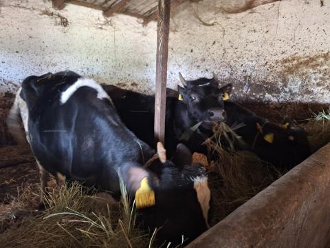 Üszők eladók Üszők eladók