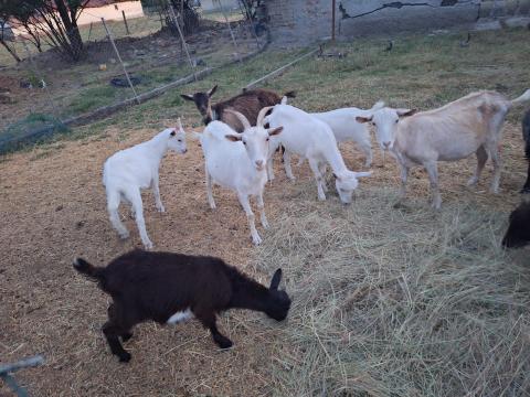 Nőstény kecskék eladók Nőstény kecskék eladók