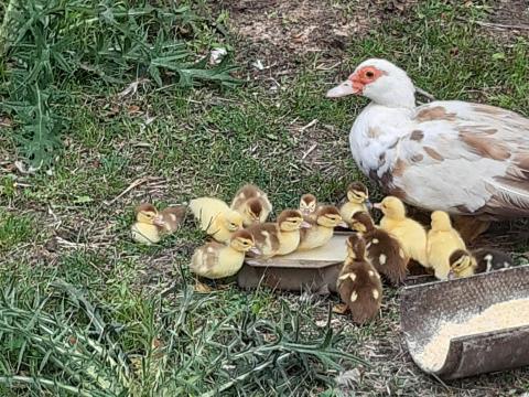 Néma kiskacsák eladók Néma kiskacsák eladók