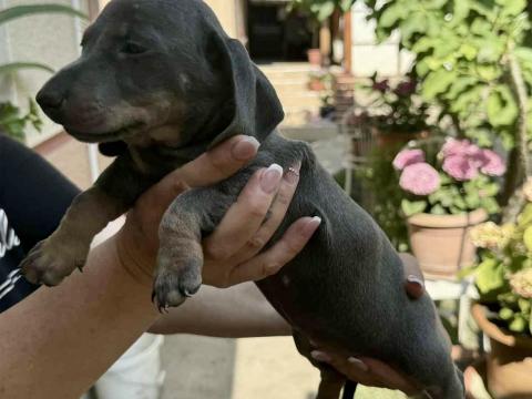 Tacskó kölykök Tacskó kölykök