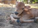 A2 Jersey bika borjú