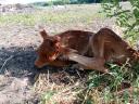 A2 Jersey bika borjú
