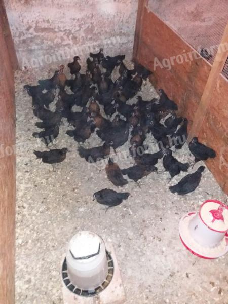 6hetes Tetra tojójércék eladóak
