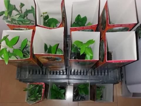 Mediterrán cserepes növények eladóak Mediterrán cserepes növények eladóak