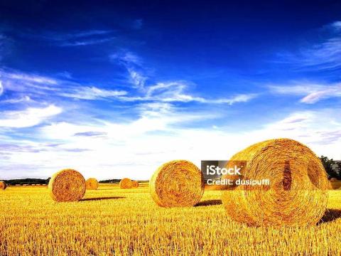 Szalmát vásárolok országosan Szalmát vásárolok országosan