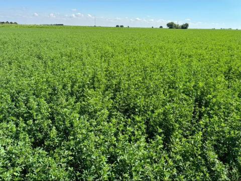 Lucerna bála eladó Lucerna bála eladó