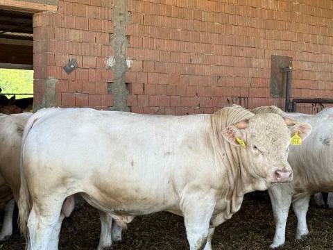 Eladó 500 db bika és 500 db üsző Eladó 500 db bika és 500 db üsző