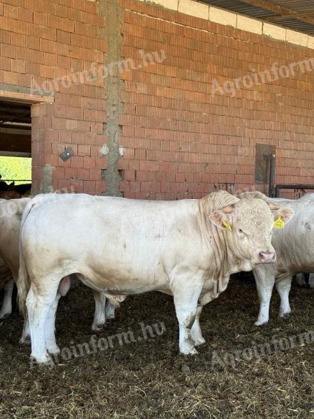 Eladó 500 db bika és 500 db üsző
