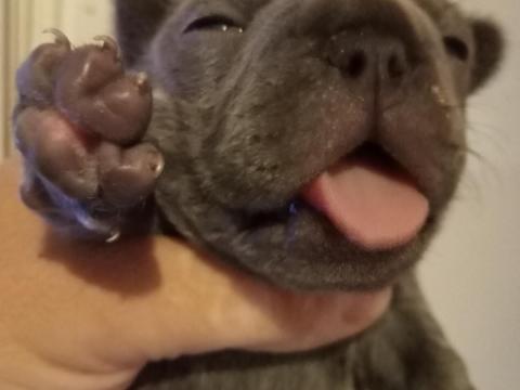 Francia bulldog kiskutya Francia bulldog kiskutya