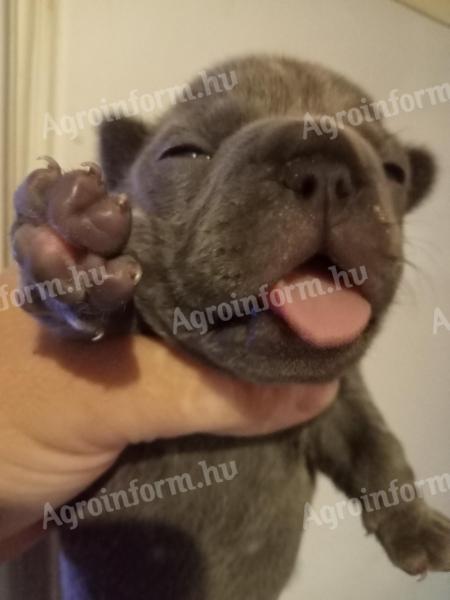 Francia bulldog kiskutya