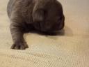 Francia bulldog kiskutya