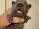 Francia bulldog kiskutya