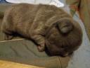 Francia bulldog kiskutya