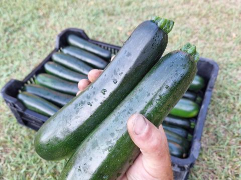 Desert F1 cukkini eladó Desert F1 cukkini eladó