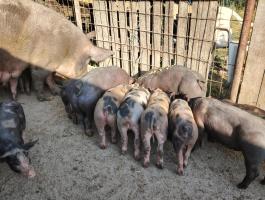 Eladó a képen látható választási malacok