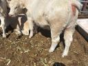 Eladó 4db Charolais üsző borjú