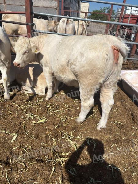 Eladó 4db Charolais üsző borjú