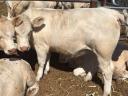 Eladó 4db Charolais üsző borjú