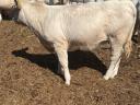 Eladó 4db Charolais üsző borjú