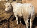 Eladó 4db Charolais üsző borjú