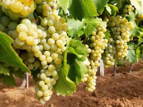 Ottonel Muskotály szőlőtermés előjegyezhető Ottonel Muskotály szőlőtermés előjegyezhető