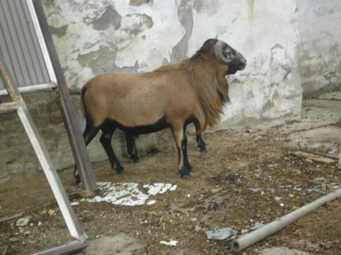 Kameruni kos csere vérfrissítéshez vagy eladó Kameruni kos csere vérfrissítéshez vagy eladó