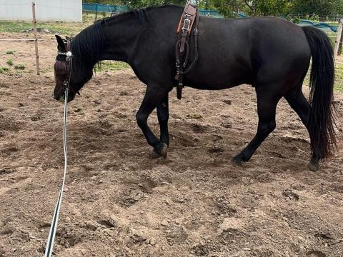 Eladó ló Eladó ló