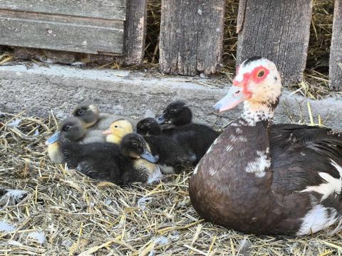 Növendék magyar kacsa Növendék magyar kacsa