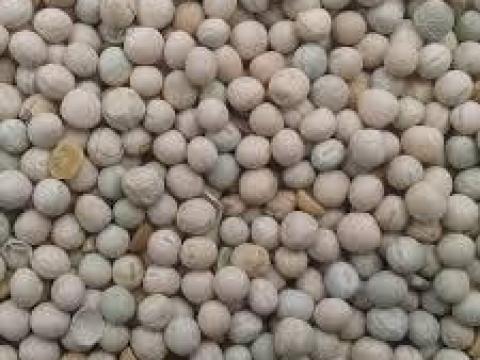 Eladó idei tisztított takarmányborsó Eladó idei tisztított takarmányborsó