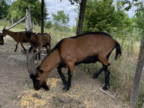 Eladó alpesi kecskék Eladó alpesi kecskék