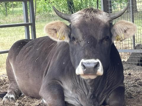 Eladó kárpáti borzderes üszőborjú Eladó kárpáti borzderes üszőborjú