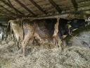 8db kb 500kg fekete bika és 1db kb650-700kg mt tehén