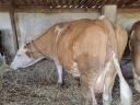 8db kb 500kg fekete bika és 1db kb650-700kg mt tehén