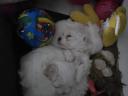 Bichon Máltai kiskutyák