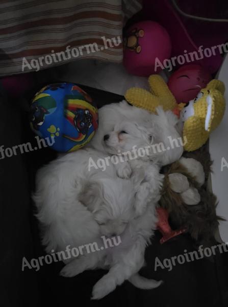 Bichon Máltai kiskutyák
