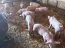 6hetes malacok
